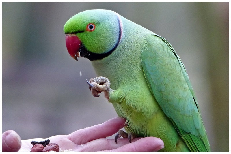 Perruche à bague indienne