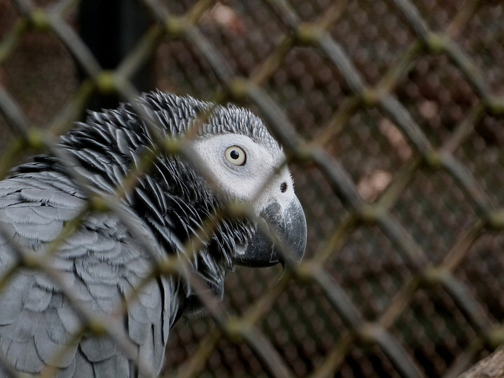 Cage perroquet gris