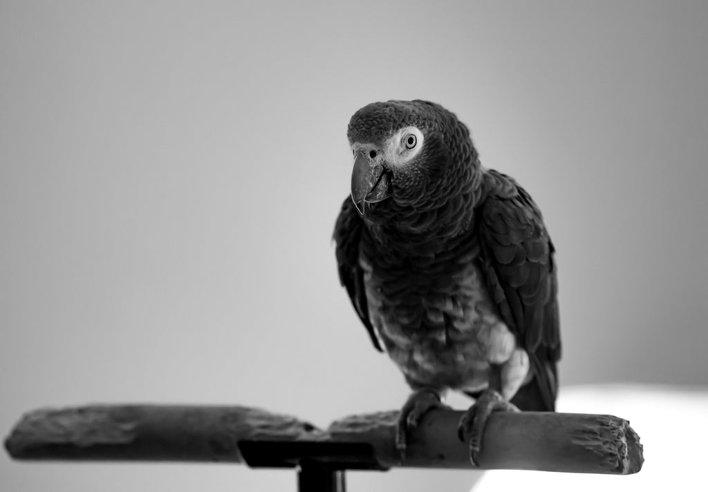 Perroquet gris Timneh