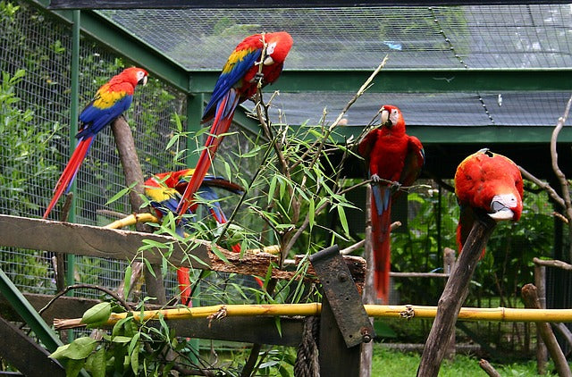 Perroquets aras en cage