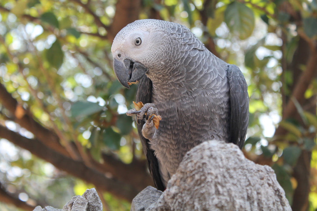 Perroquet gris africain