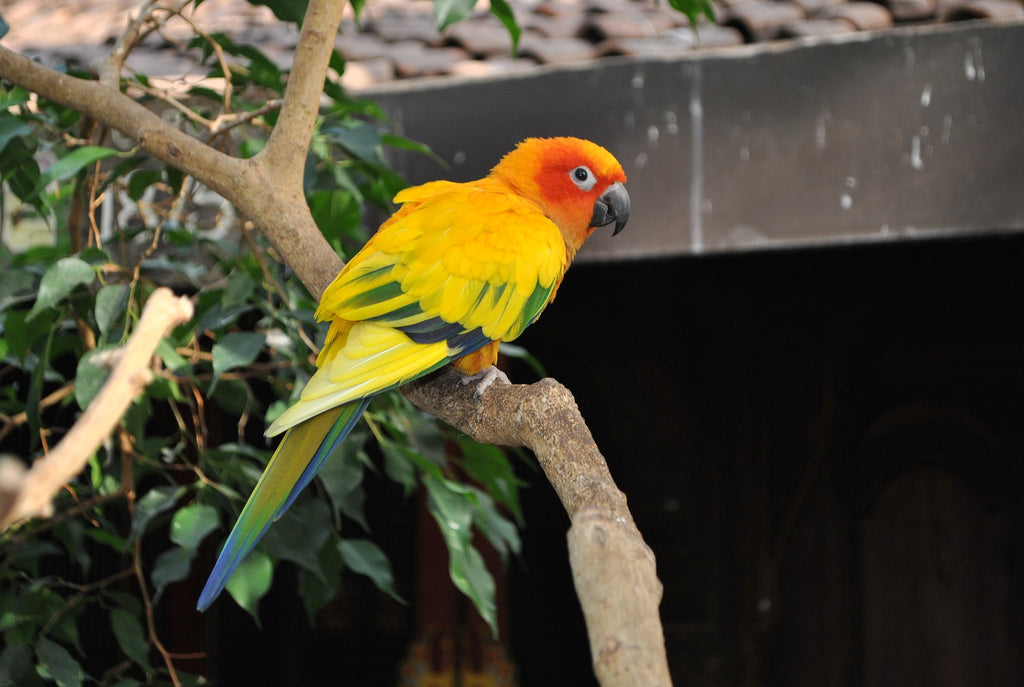 Perroquet conure du soleil