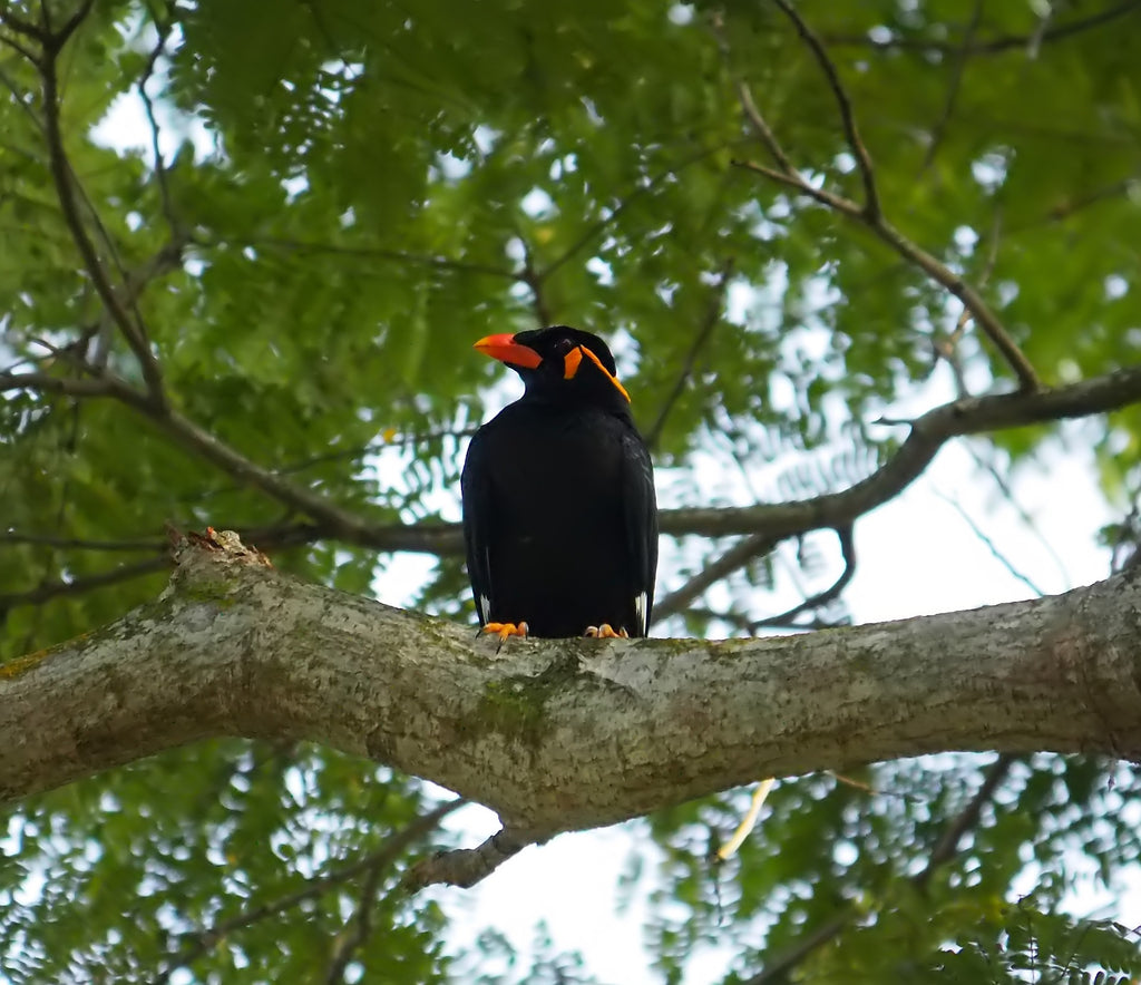 Mynas des collines