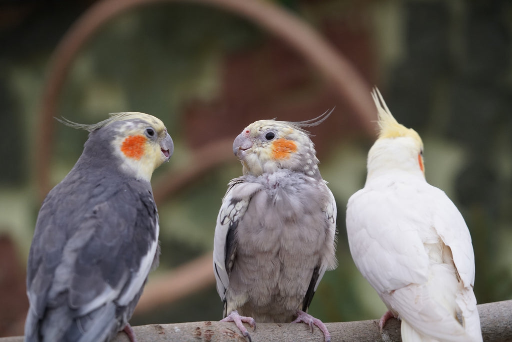 Trio calopsittes