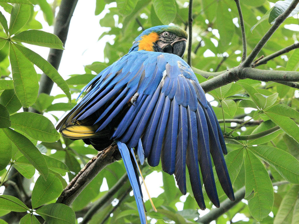 Perroquet ara bleu jaune