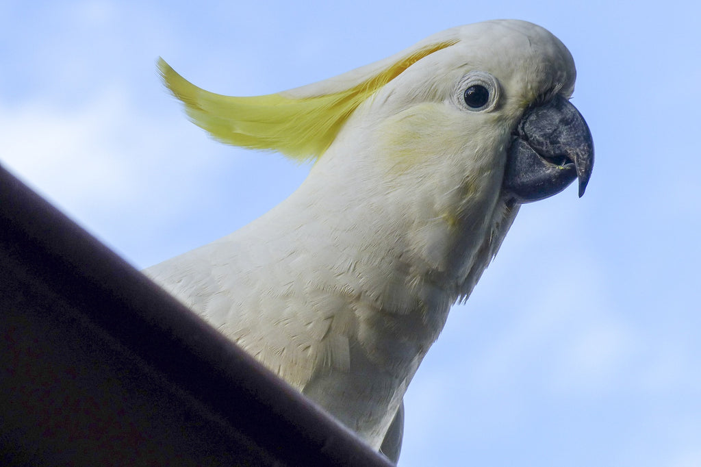 Perroquet cacatoès