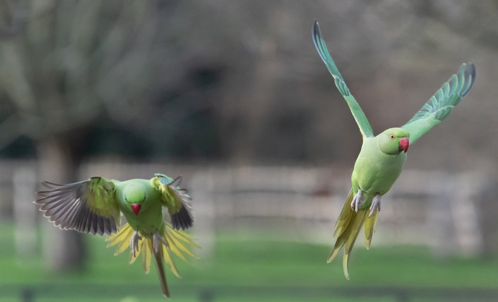 Deux perroquet en vol