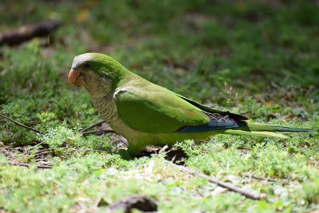 Perroquet Quaker (de moine)