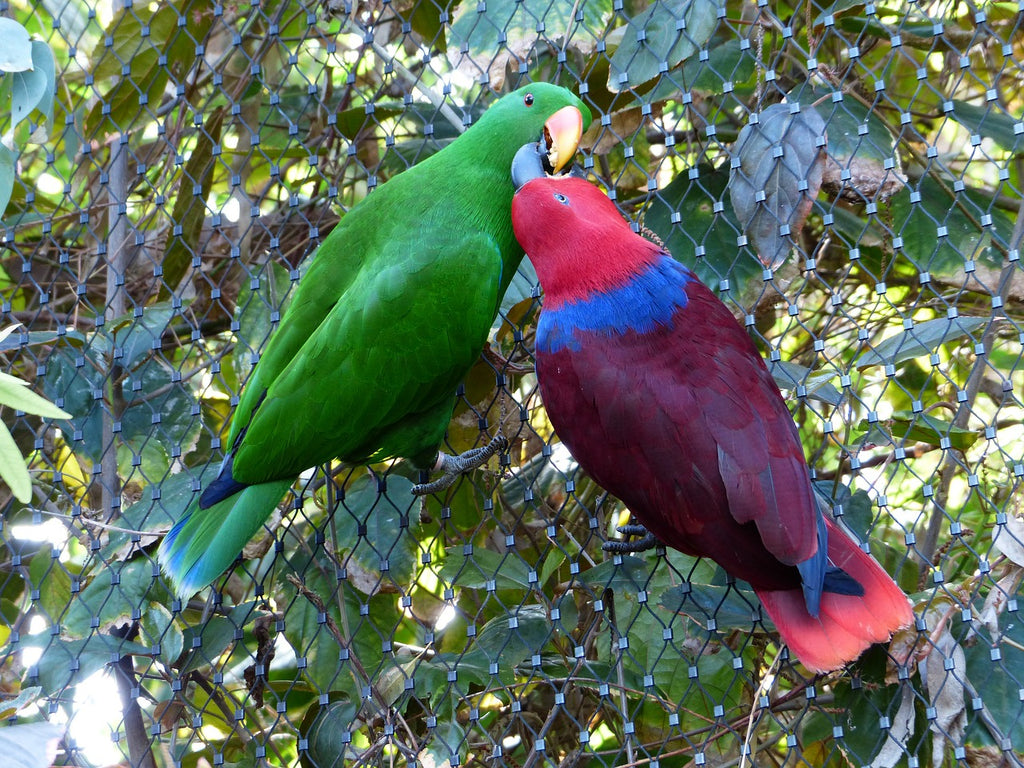 Perroquet Eclectus