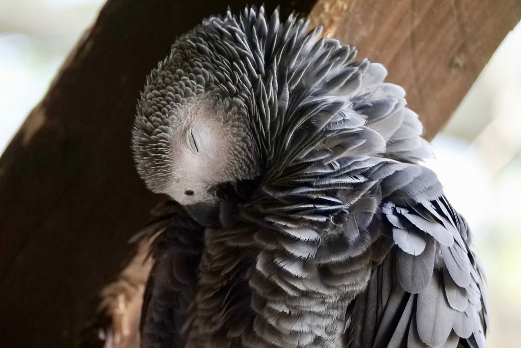 Perroquet gris sommeil