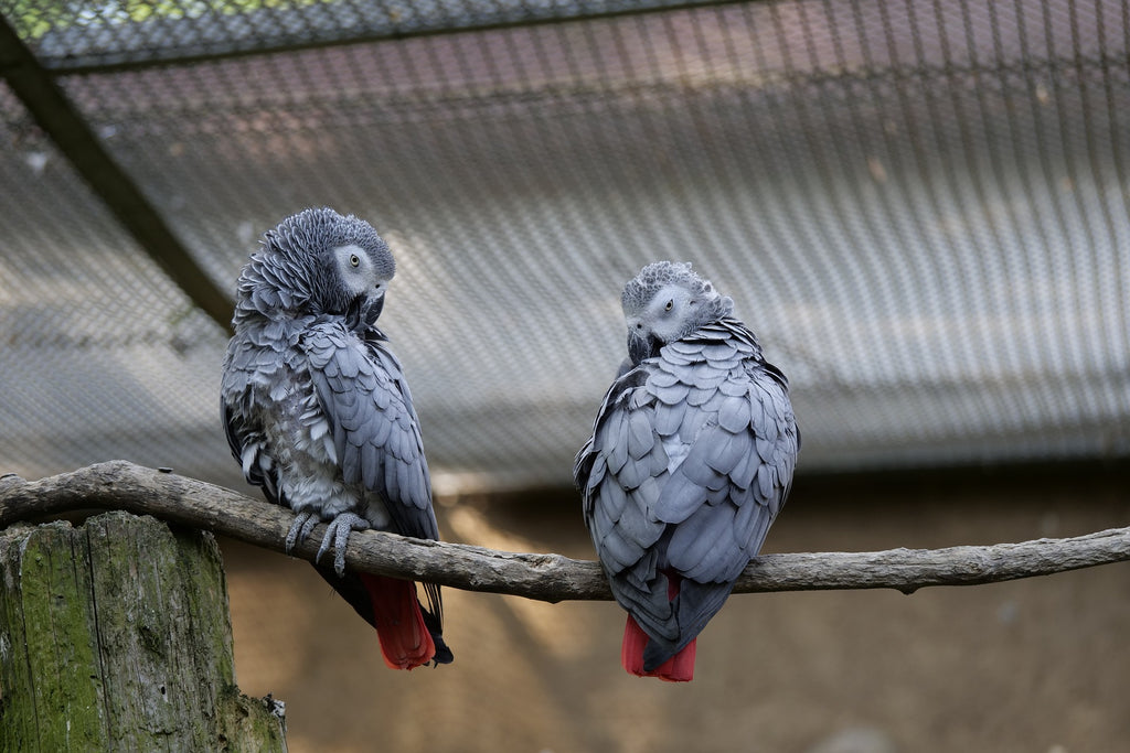 Couple perroquet gris d'Afrique