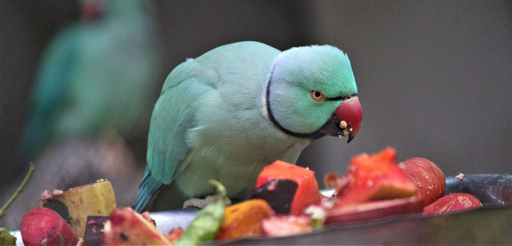 Perroquet qui mange