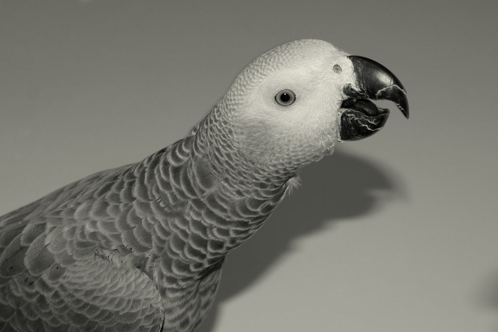 Perroquet gris cri