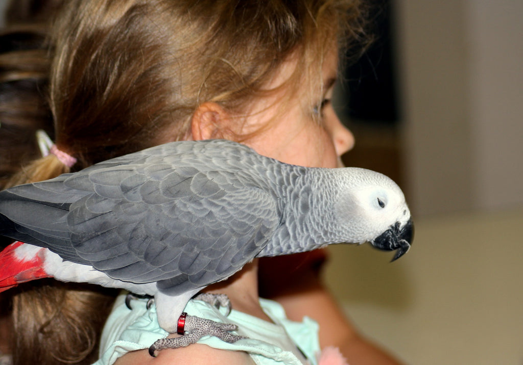 Perroquet gris avec son maître