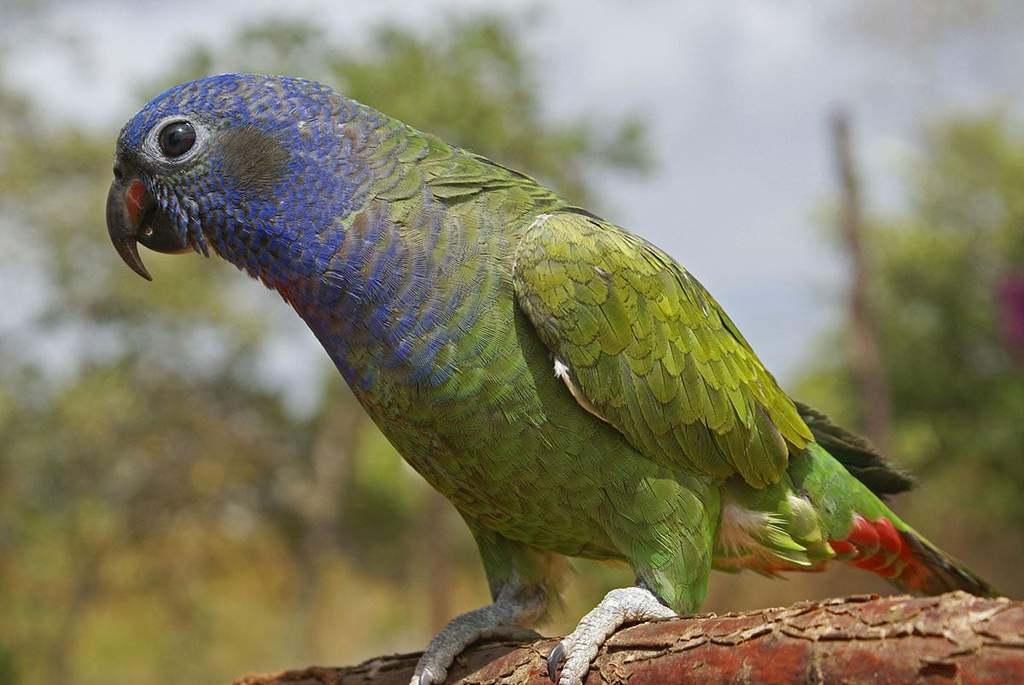 Perroquet pionus