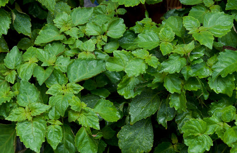 Patchouli Herb