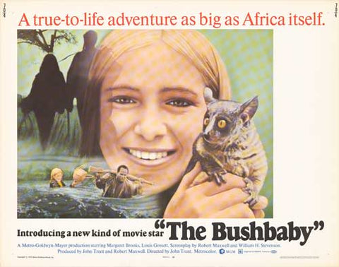 Bushbaby