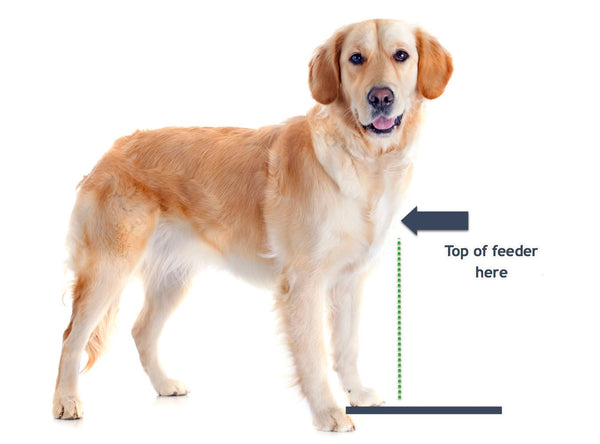 Pets Stop How to Measure Your Dog Guide for Elevated dog feeder