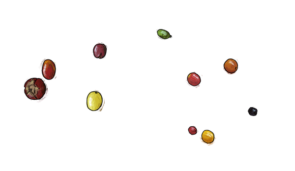 Coffee cultivars