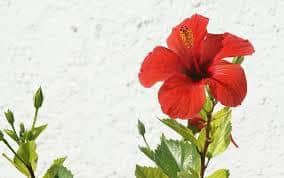 hibiscus