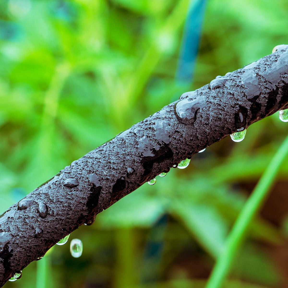 Ray Padula Soaker Hose direct to roots