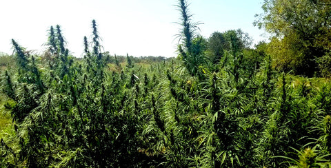 Kentucky Green Grass Hemp Field