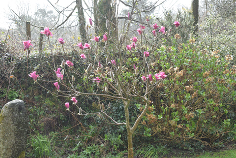 Magnolia Tree in Bloom