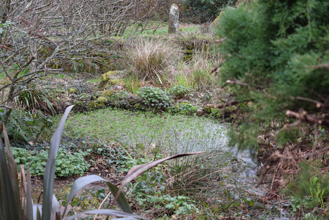 Pond in a Cornish cottage garden