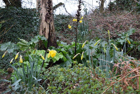 Daffodils in bloom in Cornwall