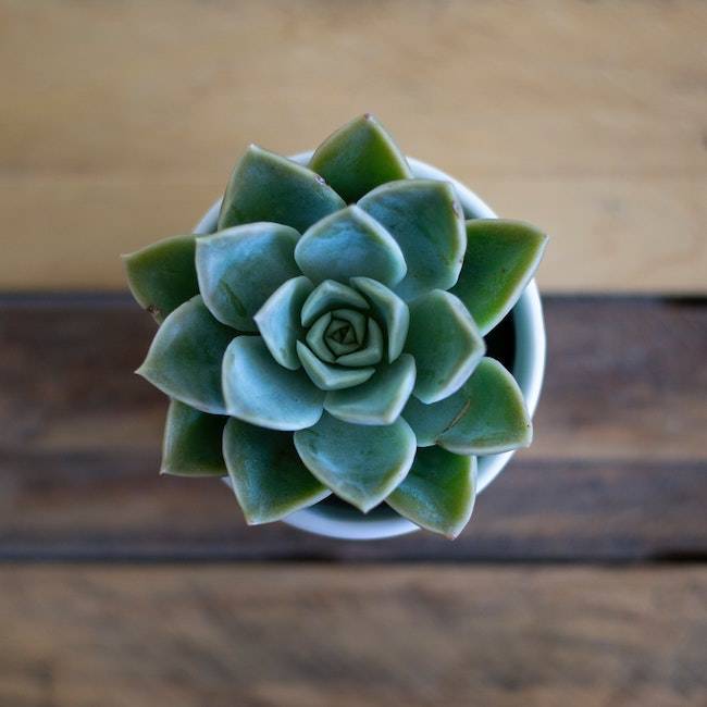 Peaceful Succulent | Get the look with Jolie products
