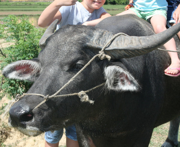 Water Buffalo in Vietnam