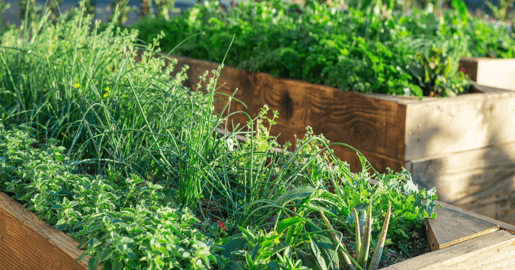 How to Grow Your Own Herbs: Gaia Herbs®