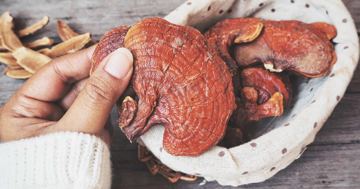 Reishi Mushroom Benefits Usage And Side Effects Gaia Herbs