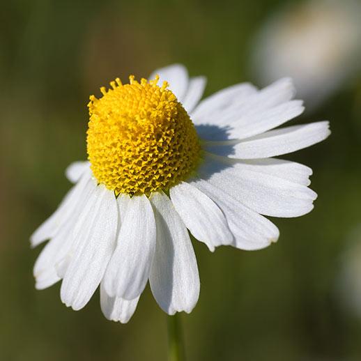 chamomile