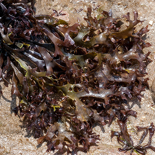 Irish Moss For Brewing