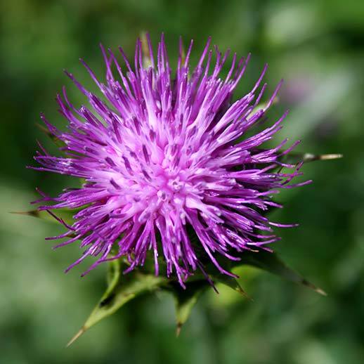 Image result for milk thistle