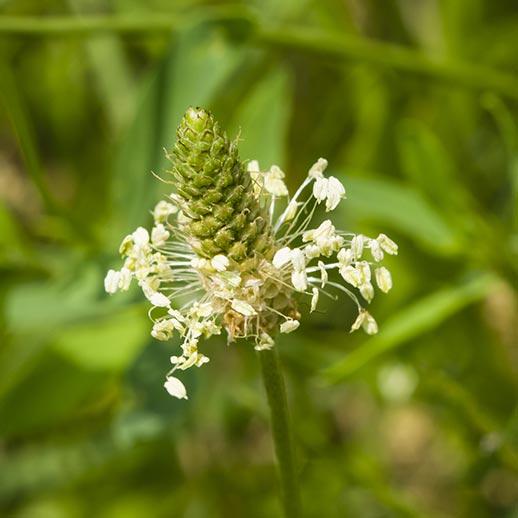 plantain herb seeds