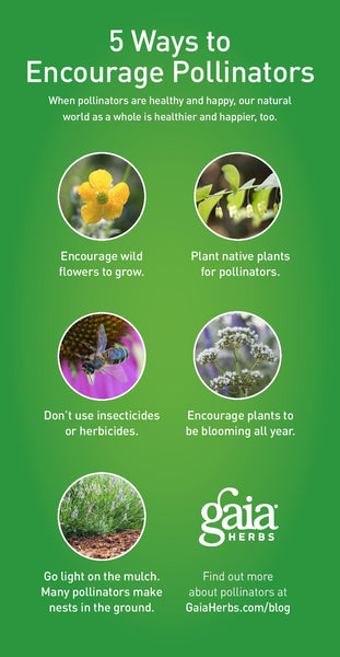 5 ways to Encourage Pollinators infographic
