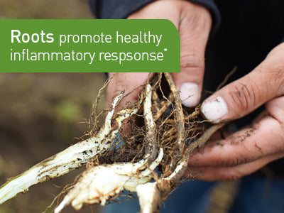 Echinacea roots promote healthy inflammatory response.