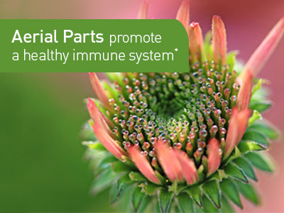 Echinacea aerial parts promote a healthy immune system
