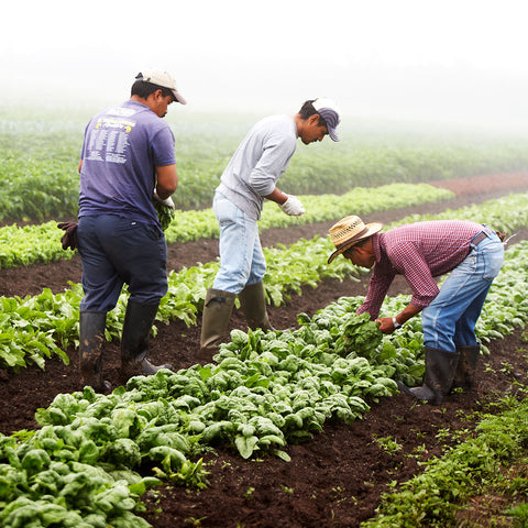 Gaia Herbs farm team harvesting in the fields of our 350 acre organic farm