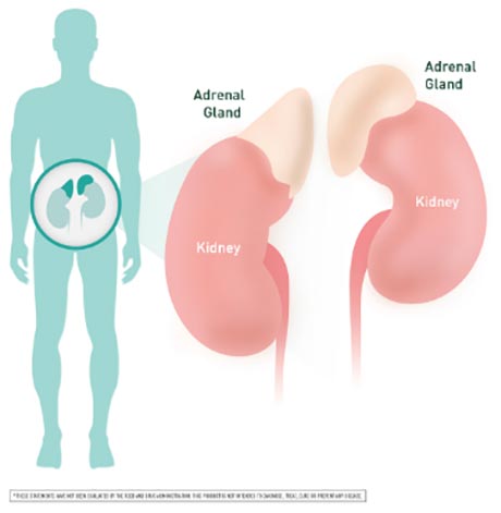 Adrenal Gland graphic chart