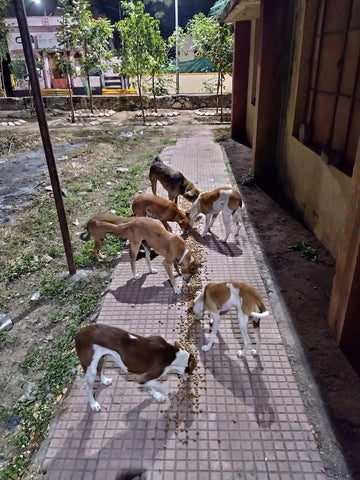 stray dogs getting food