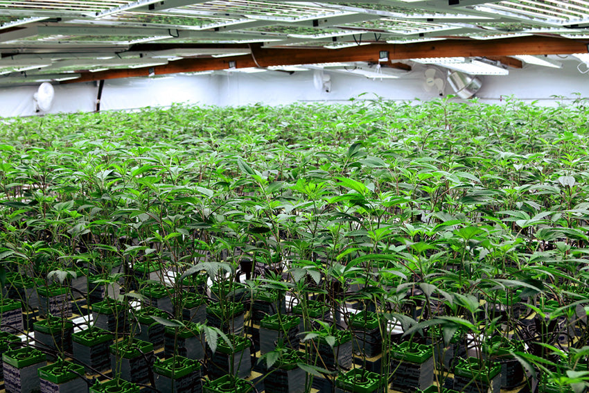 Grow House