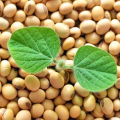 Soy beans for making natural soy wax