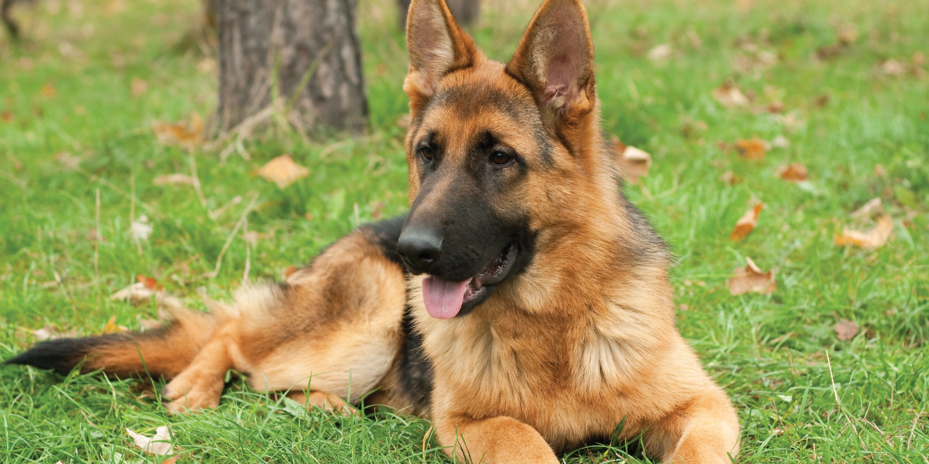 how do i know if my dog needs digestive enzymes