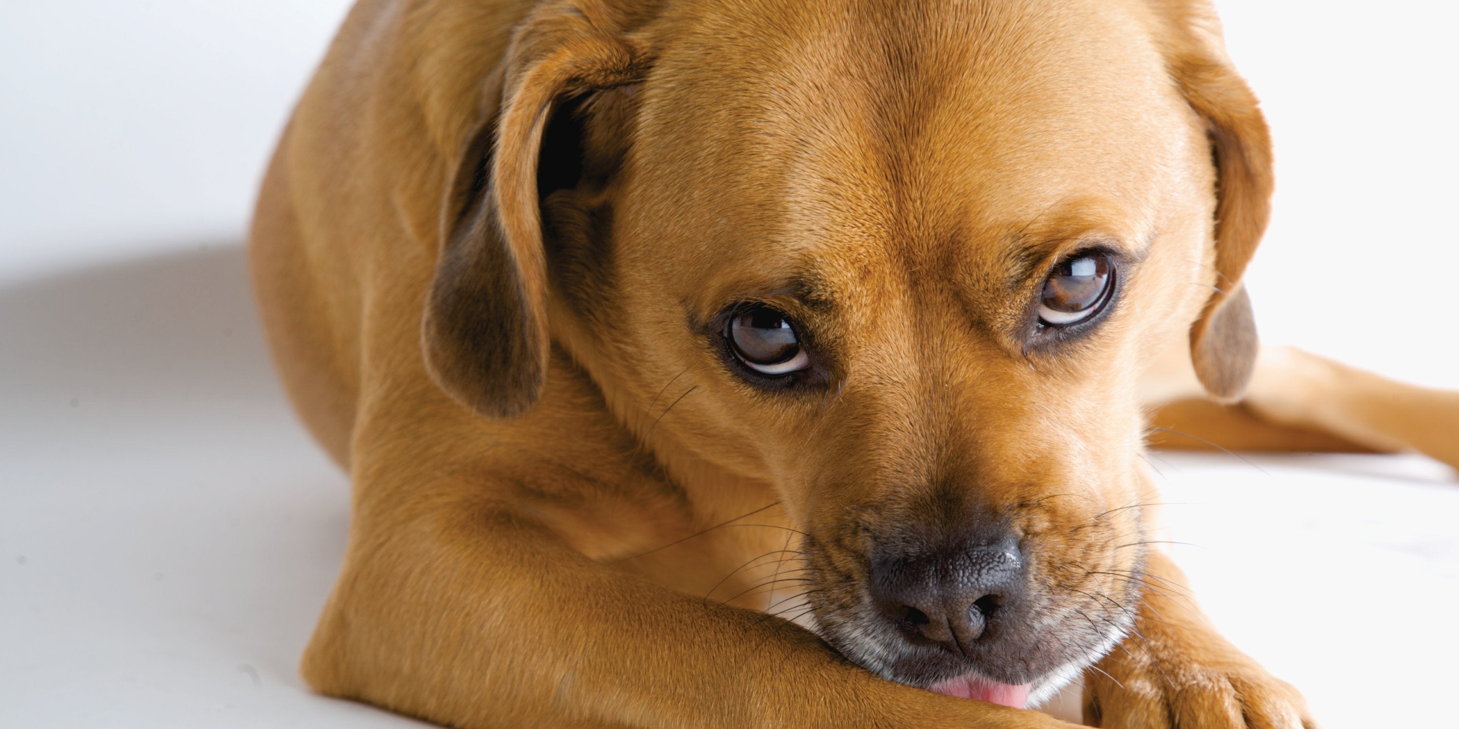 why do dogs lick your feet all the time