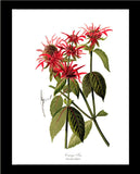 Oswego Tea Beebalm