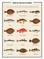 Fishes of the Gulf of Maine