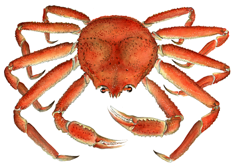 Snow Crab Image Business Use Charting Nature